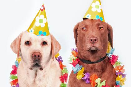 Hedgefonds verkaufen Aktien, Privatanleger greifen zu Anleger erhoffen sich von «Dogs» attraktive Dividendeneinnahmen.